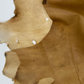 Transparent Horse Leather