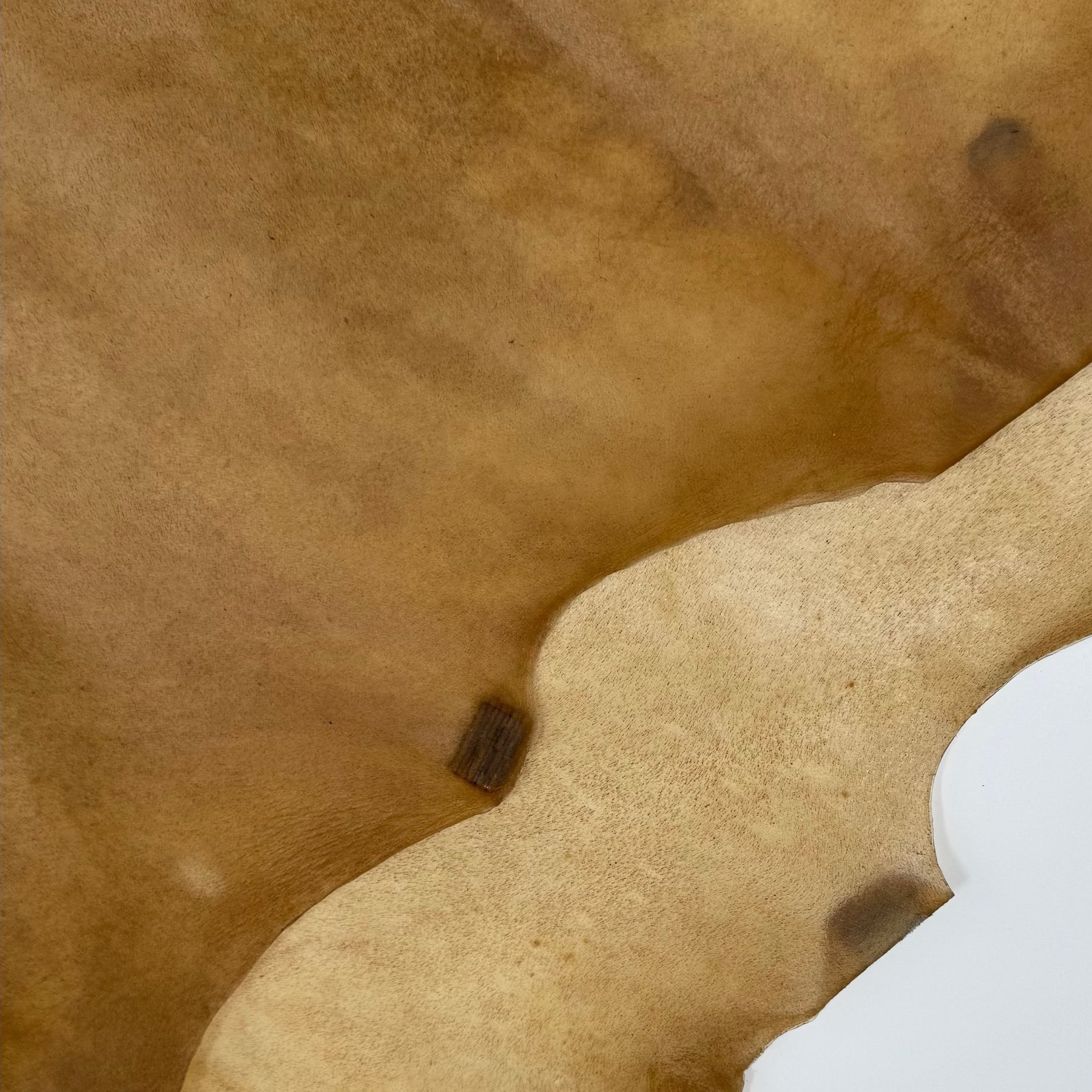 Italian Transparent Horse Leather | ONLY 5 HIDES LEFT!