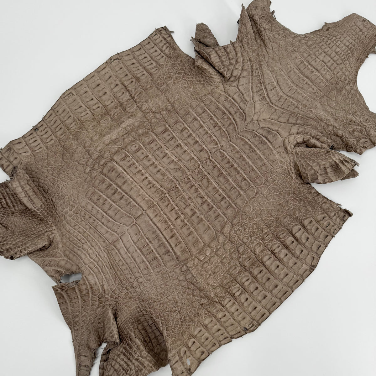 Extra Large Taupe Caiman Crocodile - Only 1 Available! | SALE