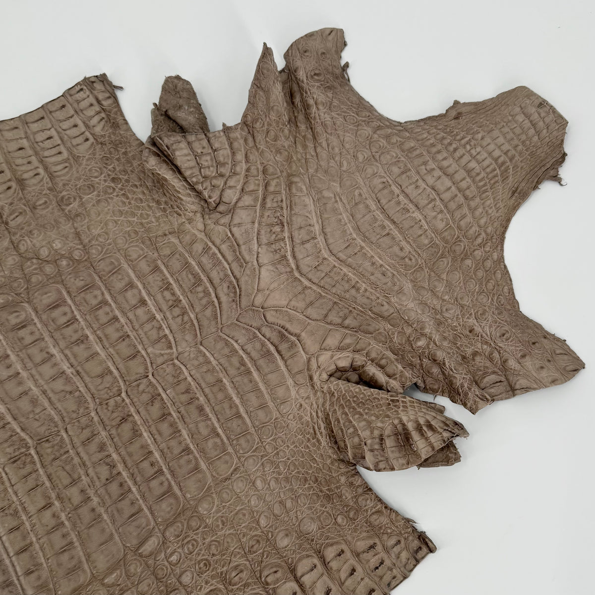 Extra Large Taupe Caiman Crocodile - Only 1 Available! | SALE