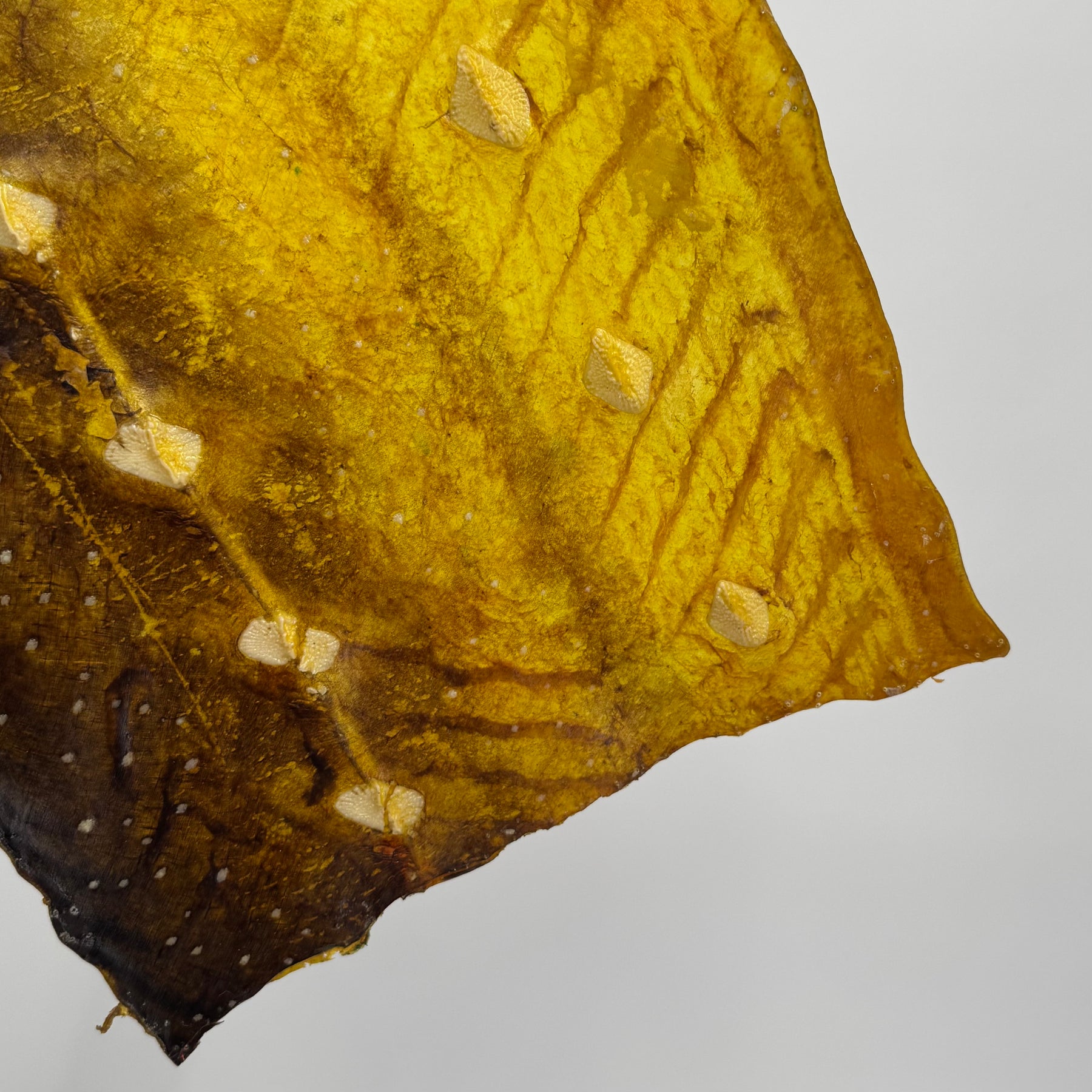 Transparent Sturgeon Plates | One-Of-A-Kind