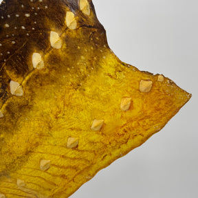 Transparent Sturgeon Plates | One-Of-A-Kind