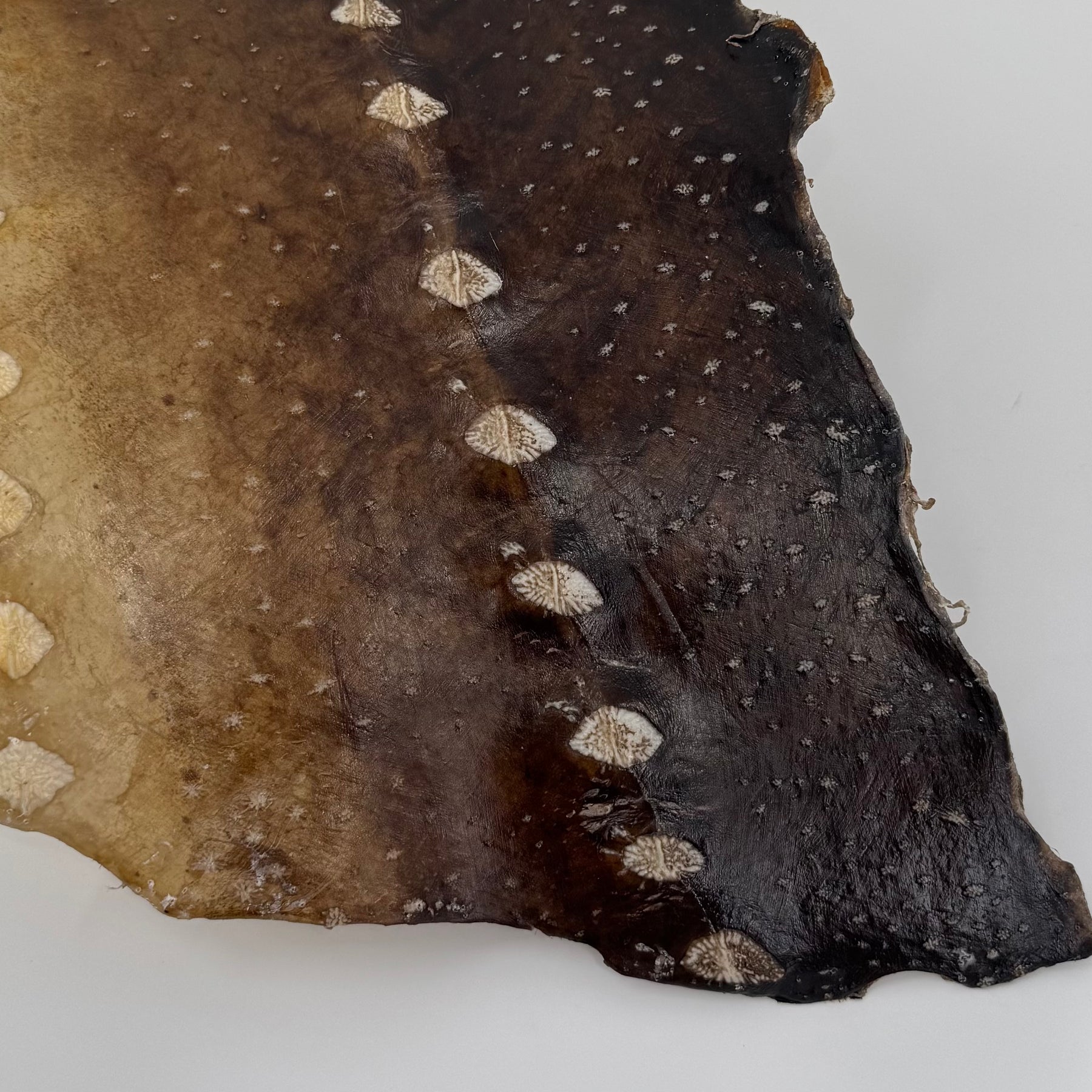 Transparent Sturgeon Plates | One-Of-A-Kind