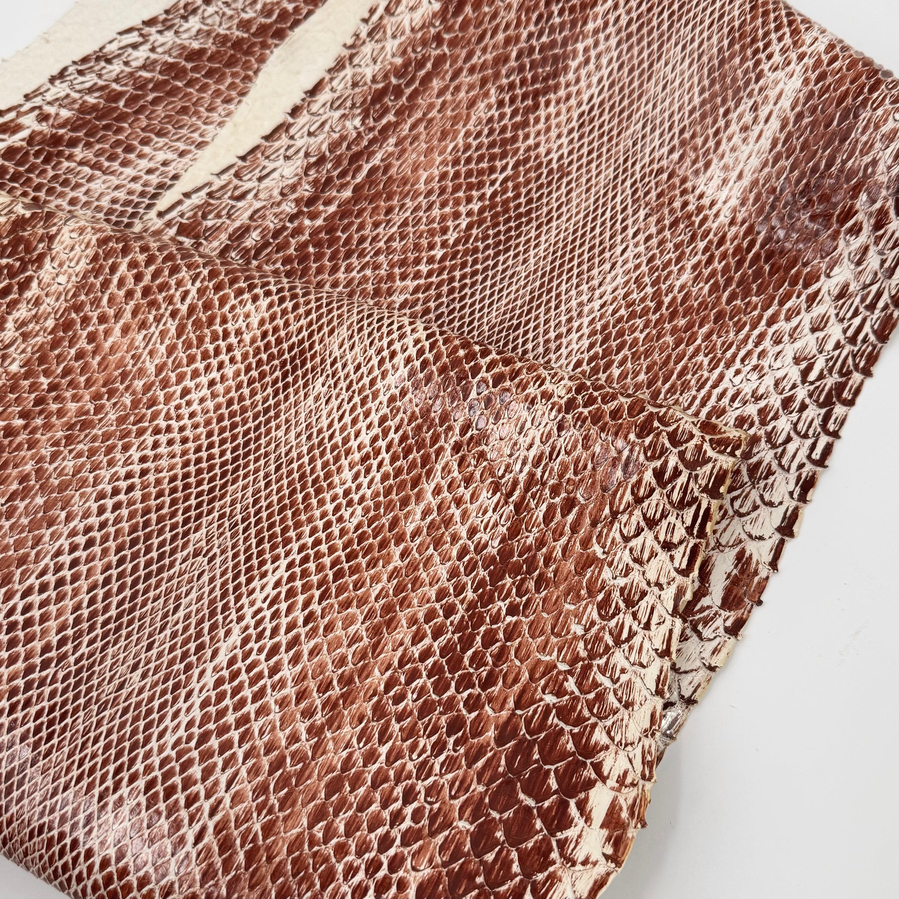 Cinnamon Glazed Python Long Tail | ONLY 2 AVAILABLE | Sale