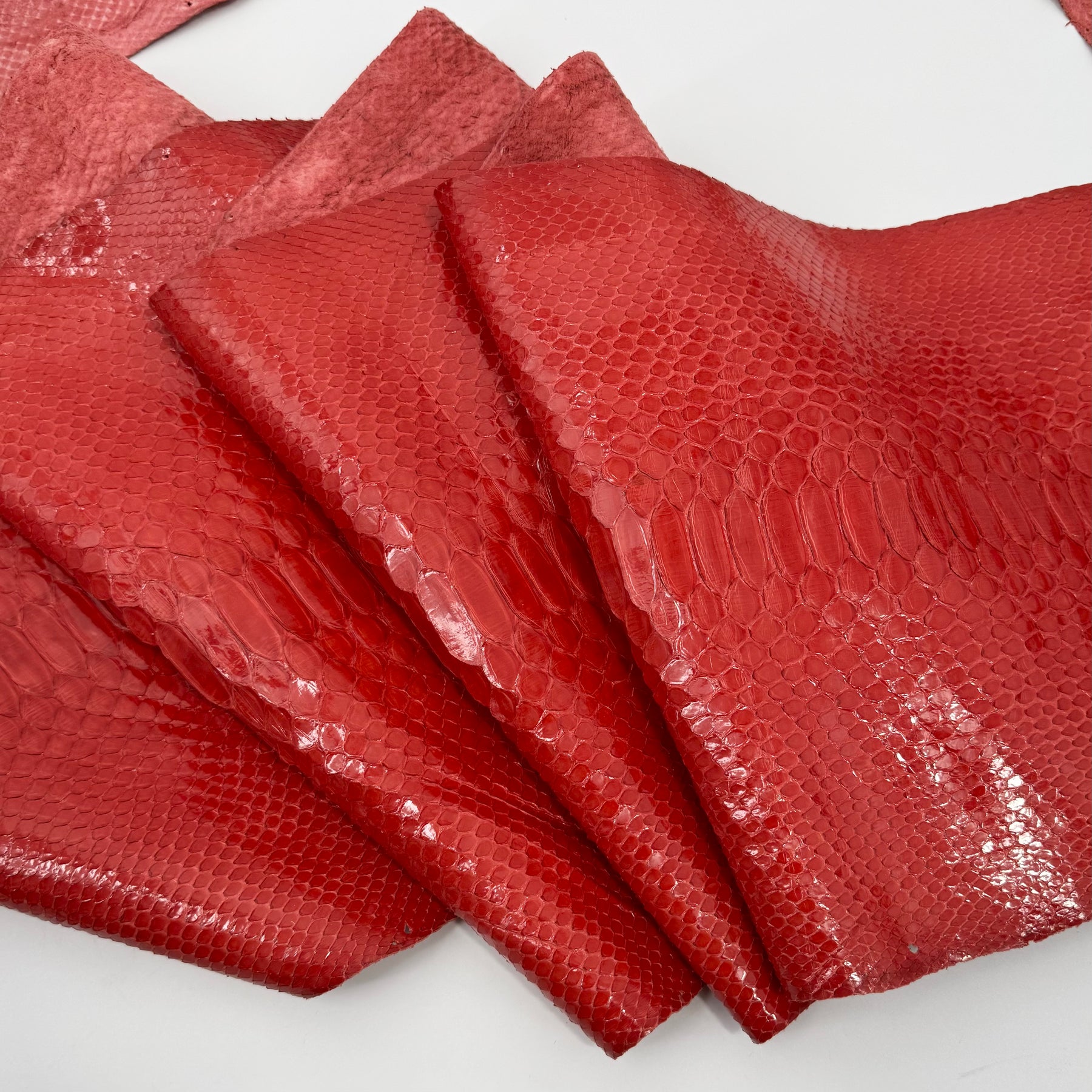 Burnt Orange Python Long Tail | ONLY 1 AVAILABLE | Sale
