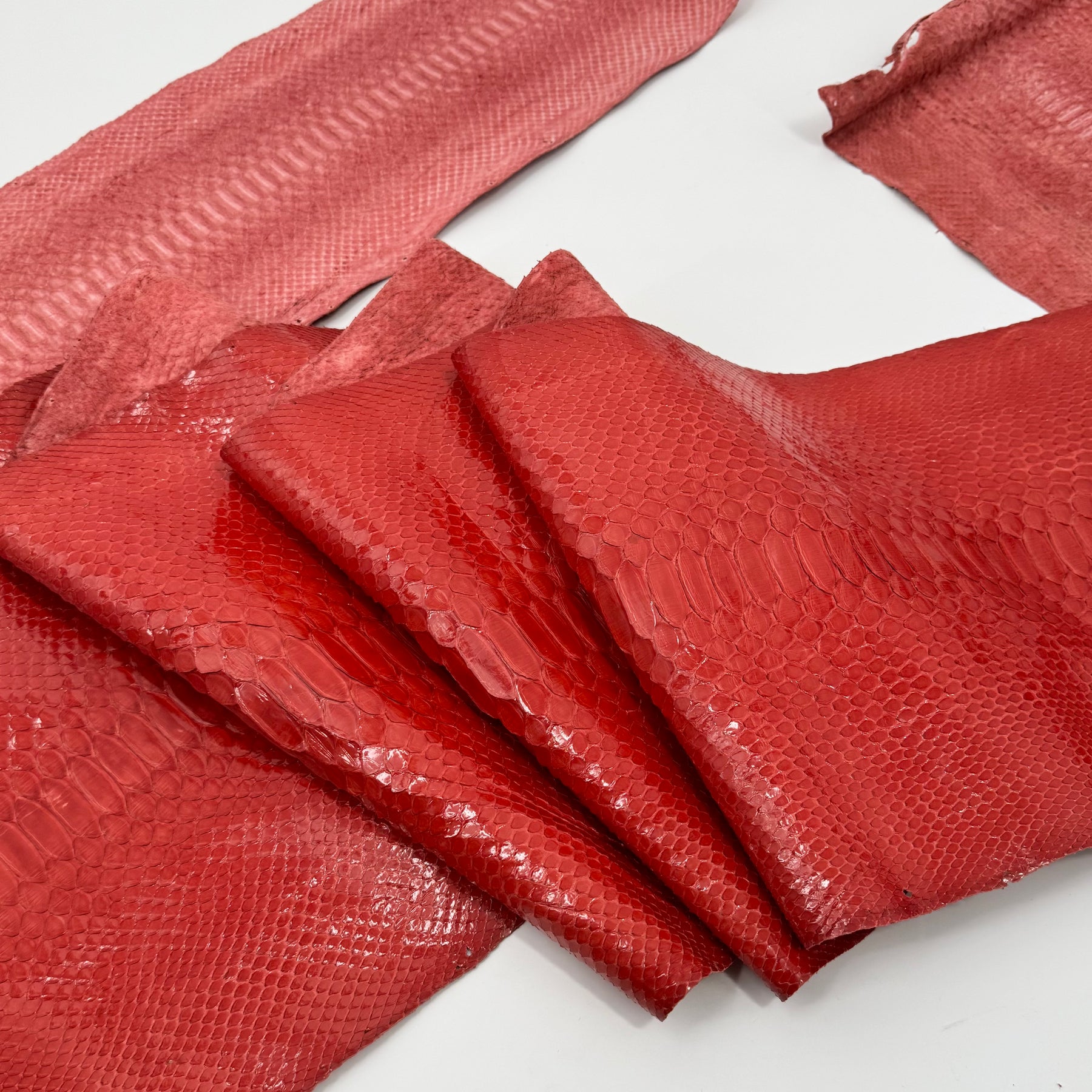 Burnt Orange Python Long Tail | ONLY 1 AVAILABLE | Sale