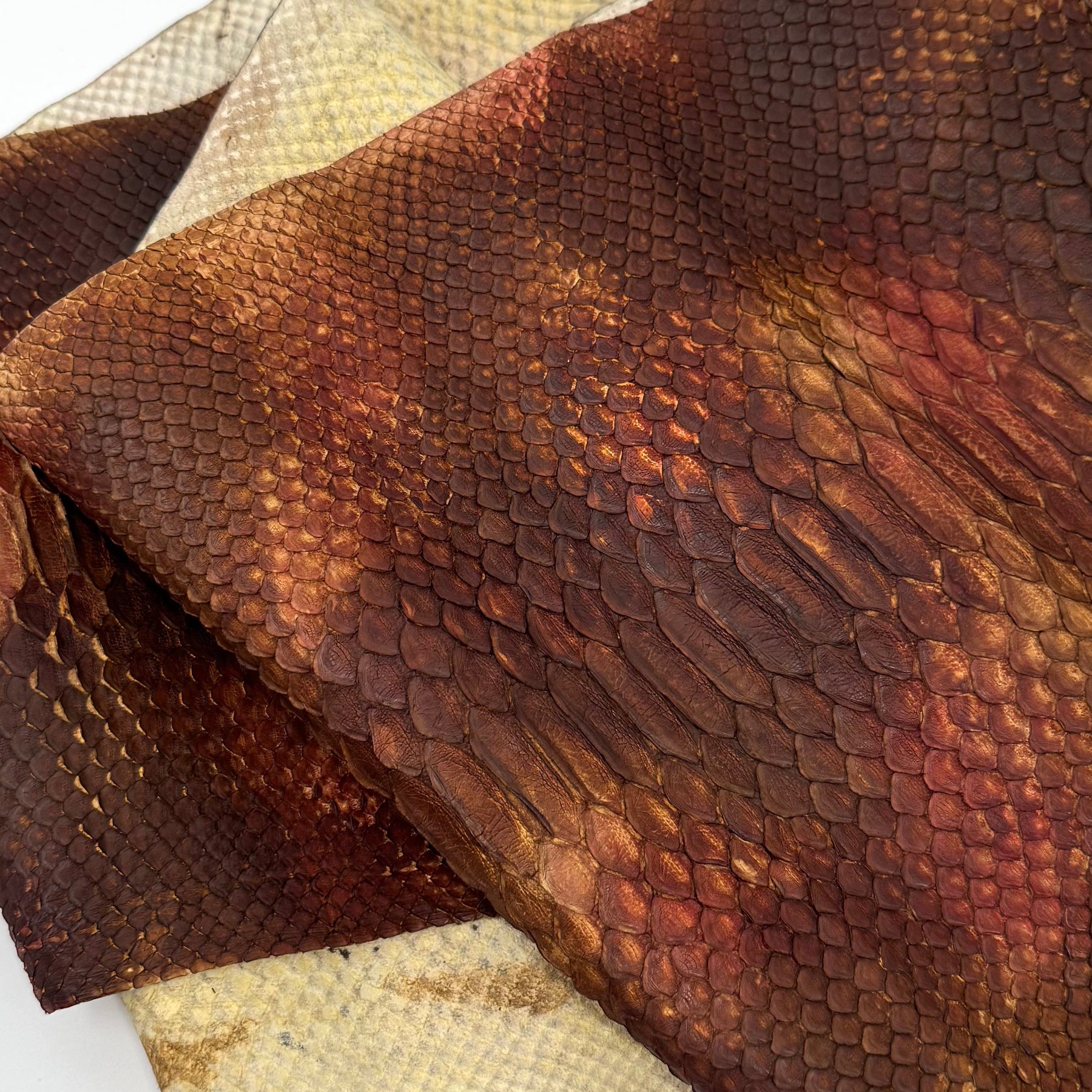 Autumn Leaf Short Tail Python | Only 5 available | Sale