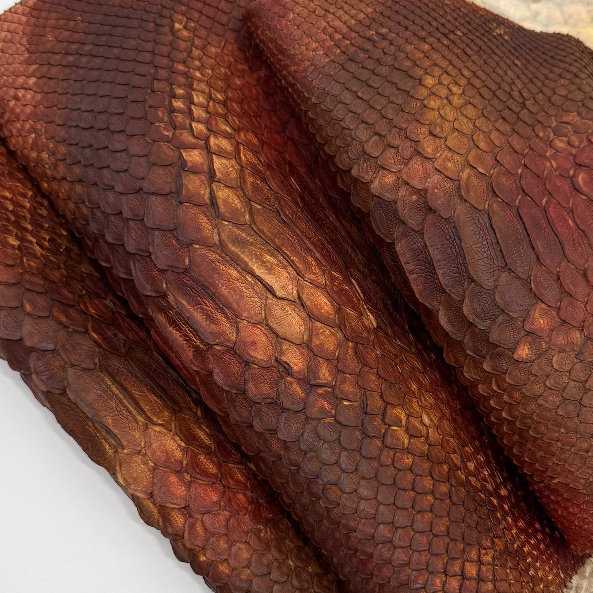 Autumn Leaf Short Tail Python | Only 5 available | Sale