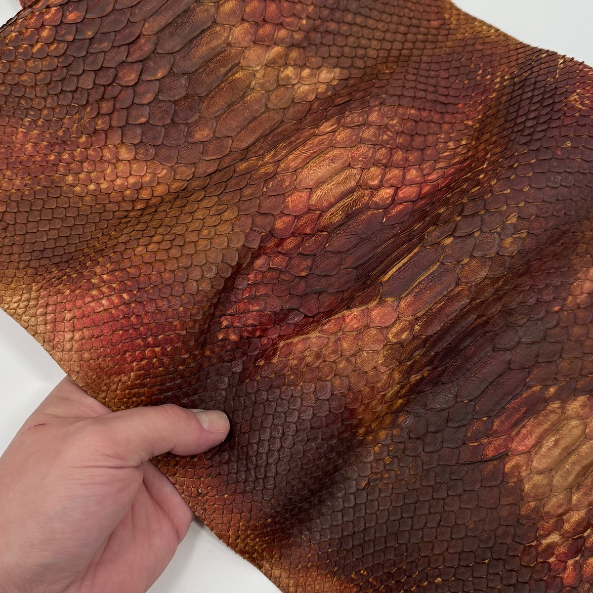 Autumn Leaf Short Tail Python | Only 5 available | Sale