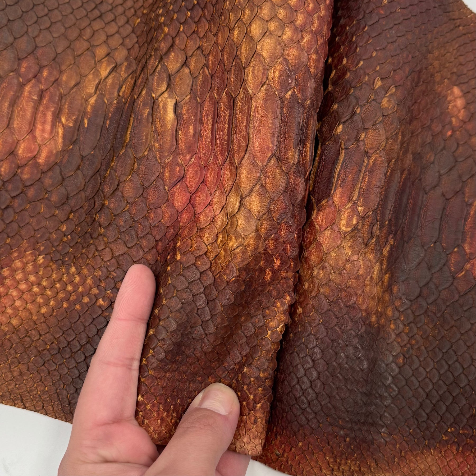 Autumn Leaf Short Tail Python | Only 5 available | Sale