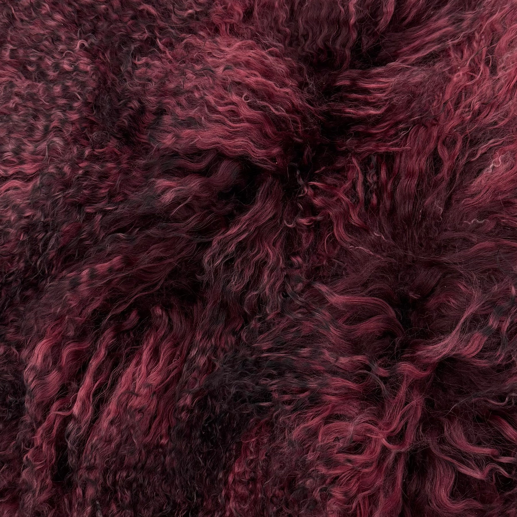 Mongolian Curly Lamb Plate in Raspberry Nights | Limited Stock