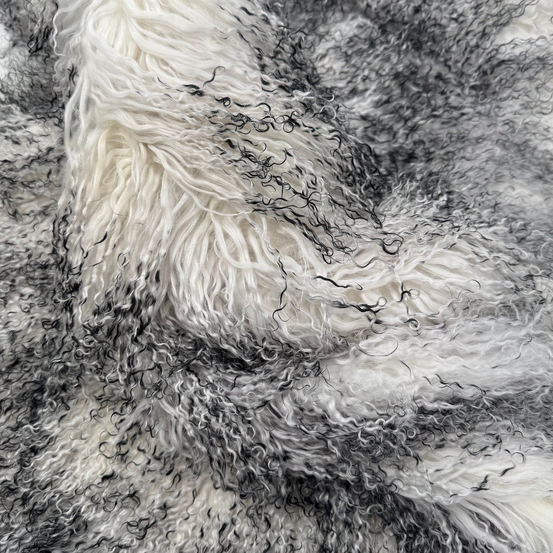 Mongolian Curly Lamb Plate in Winter Frost | Limited Stock
