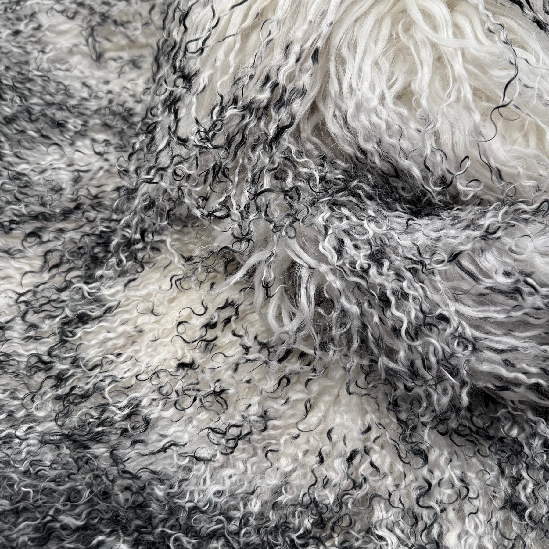 Mongolian Curly Lamb Plate in Winter Frost | Limited Stock