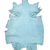 Sky Blue Caiman Crocodile - Only 1 Available! | SALE