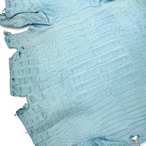 Sky Blue Caiman Crocodile - Only 1 Available! | SALE