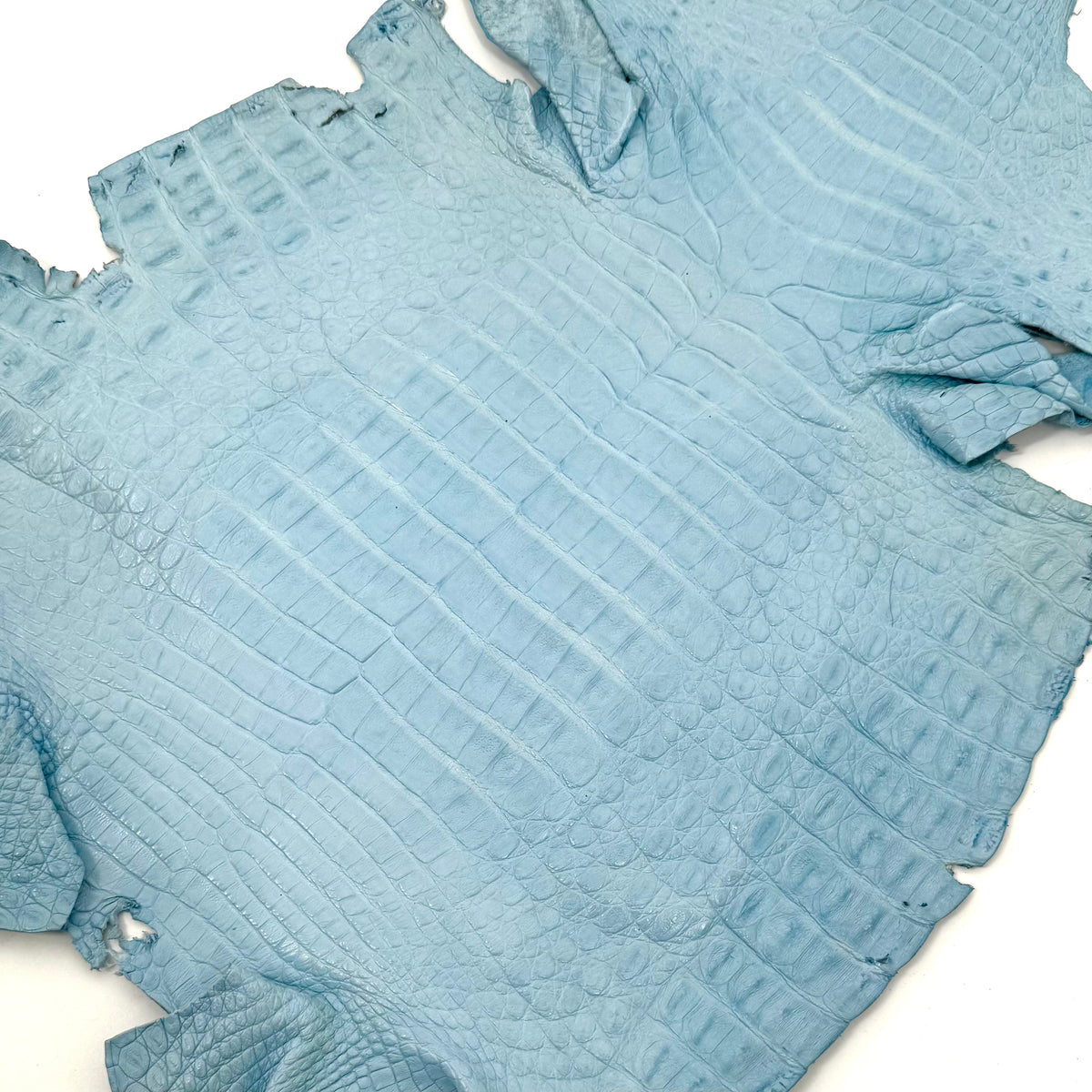 Sky Blue Caiman Crocodile - Only 1 Available! | SALE