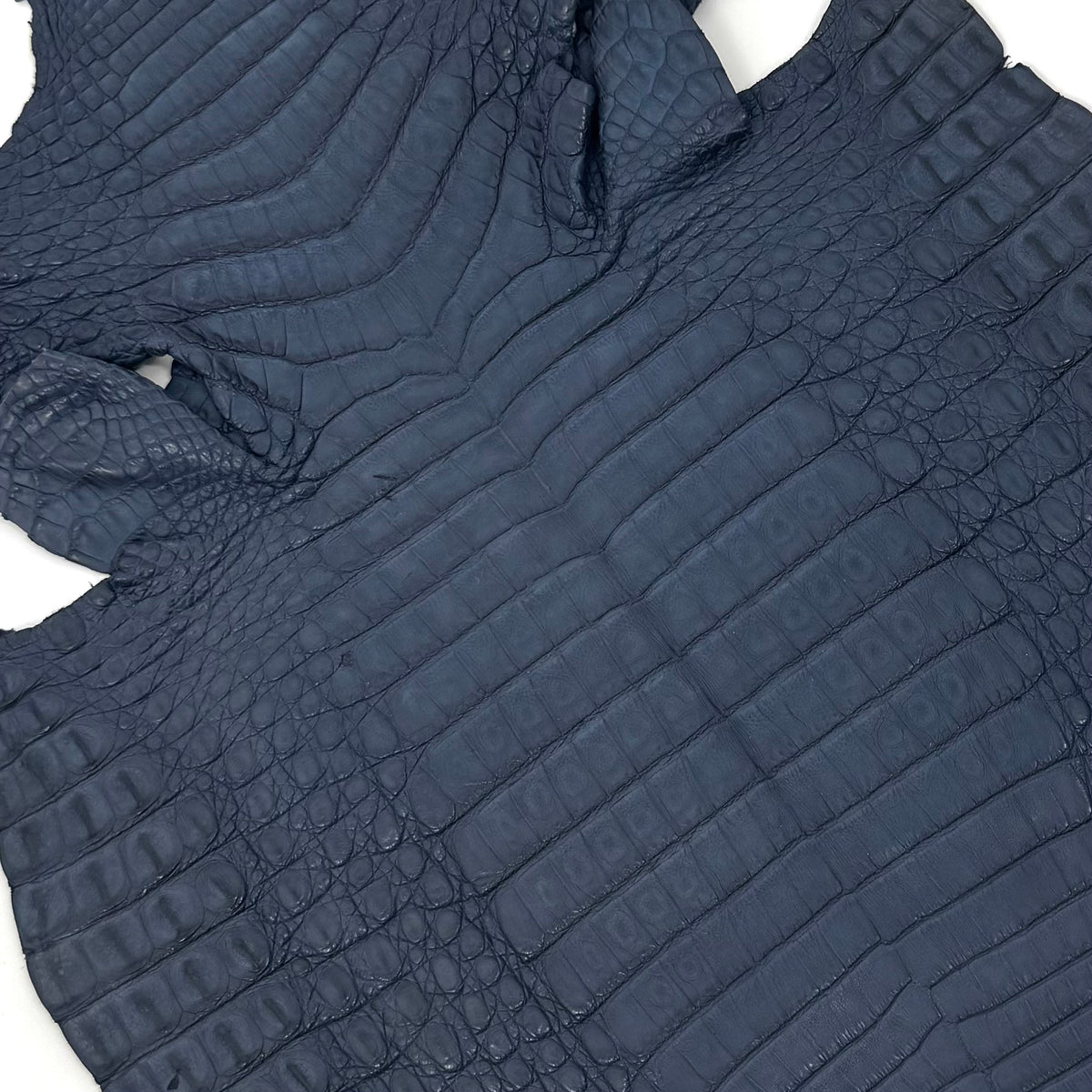 Vintage Blue Caiman Crocodile - Only 1 Available! | SALE