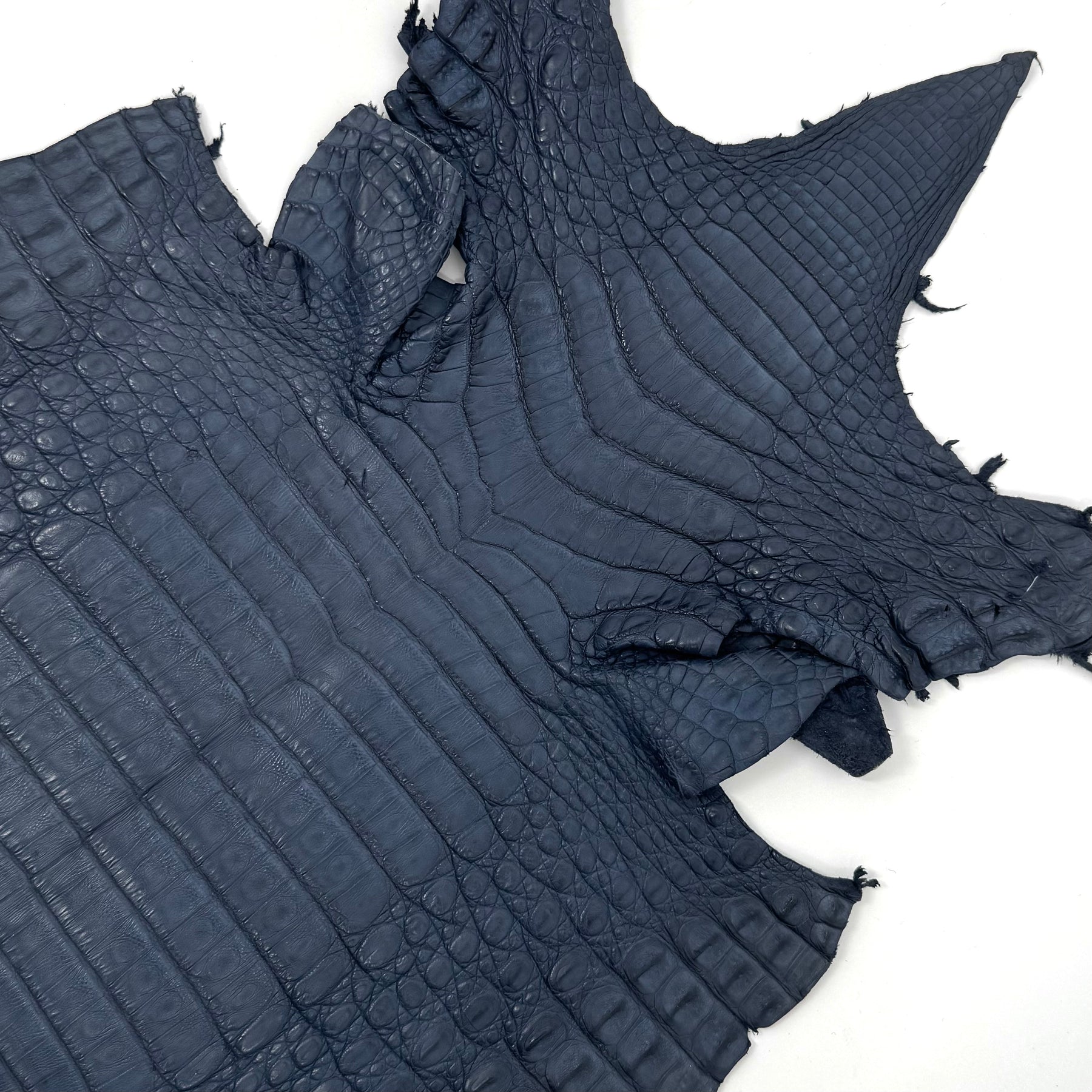 Vintage Blue Caiman Crocodile - Only 1 Available! | SALE