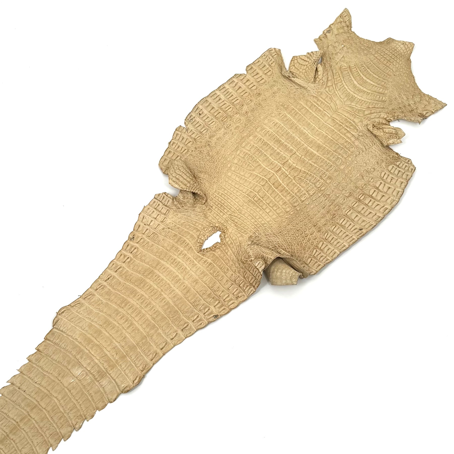 Beige Toast Caiman Crocodile - Only 1 Available! | SALE