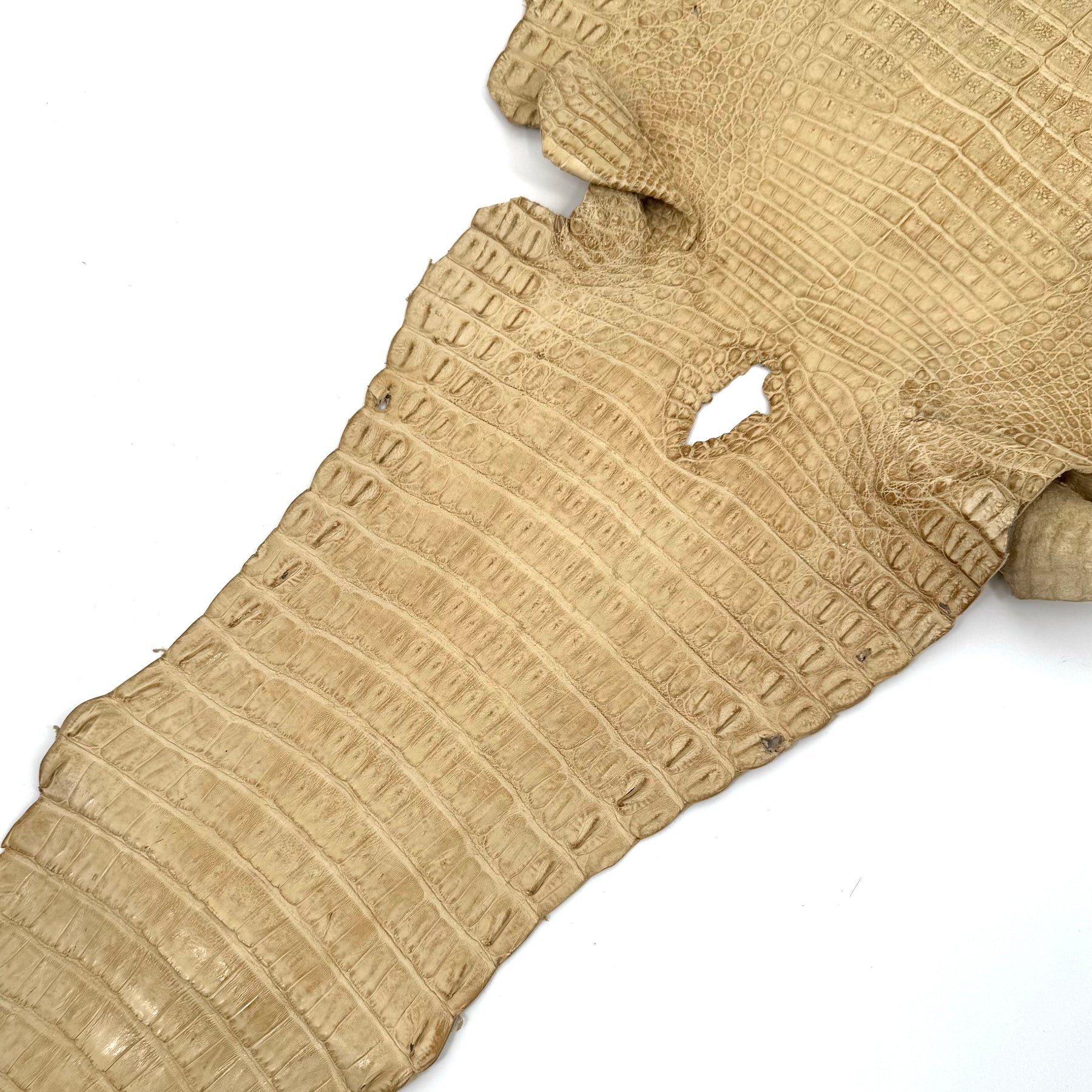 Beige Toast Caiman Crocodile - Only 1 Available! | SALE