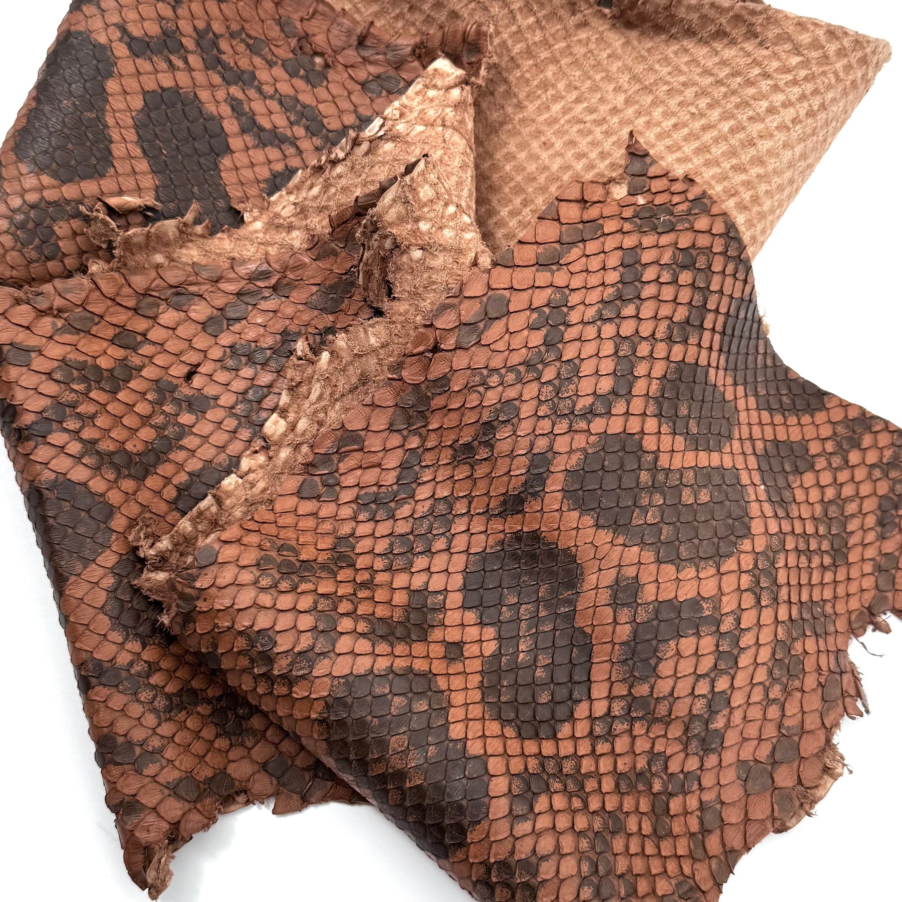 Pumpkin Brown Python Cut #6A - Only 1 Available! | SALE