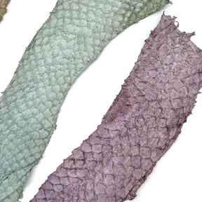 Bundle of 3 Multicolor Pirarucu Tails 6A | SALE