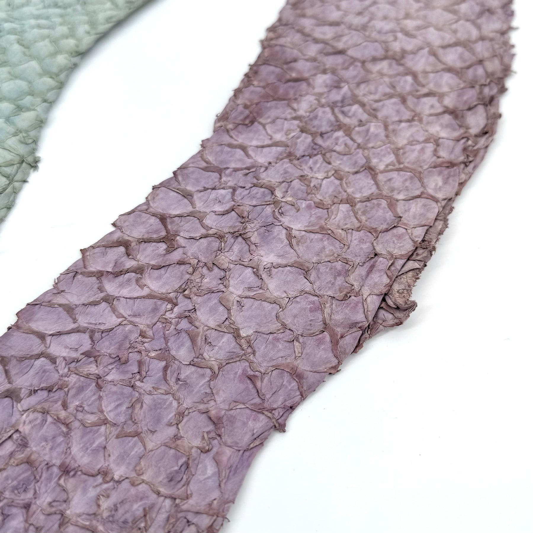 Bundle of 3 Multicolor Pirarucu Tails 6A | SALE