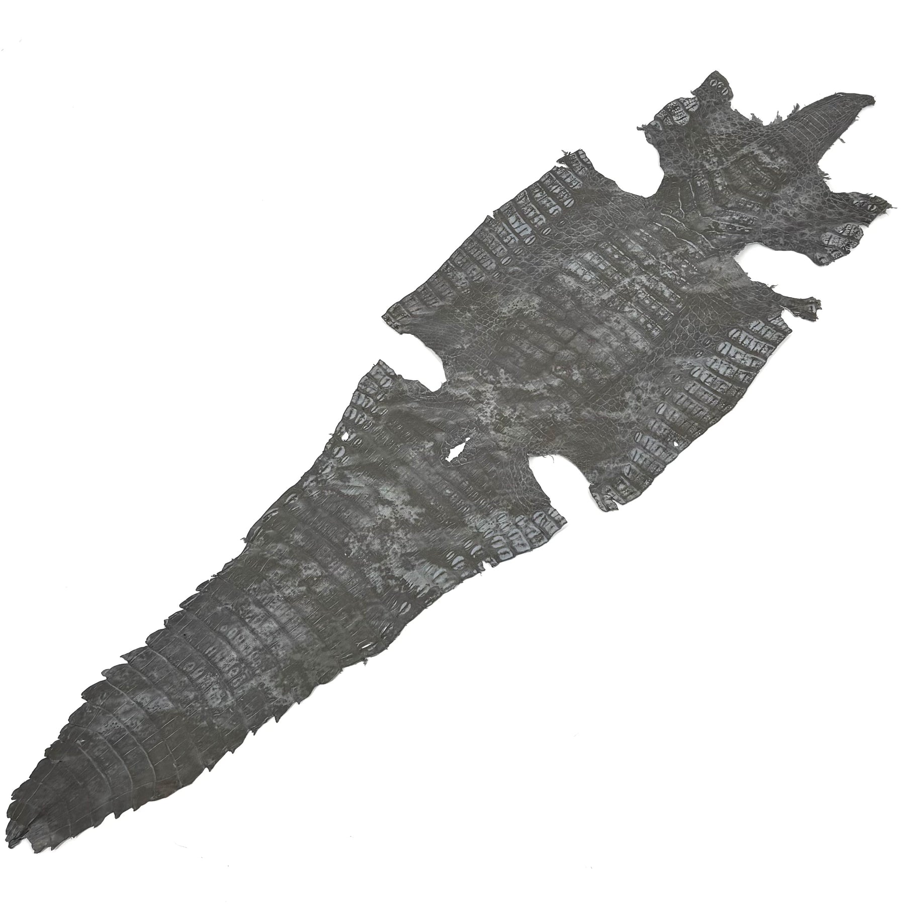 Fury Caiman Crocodile | SALE