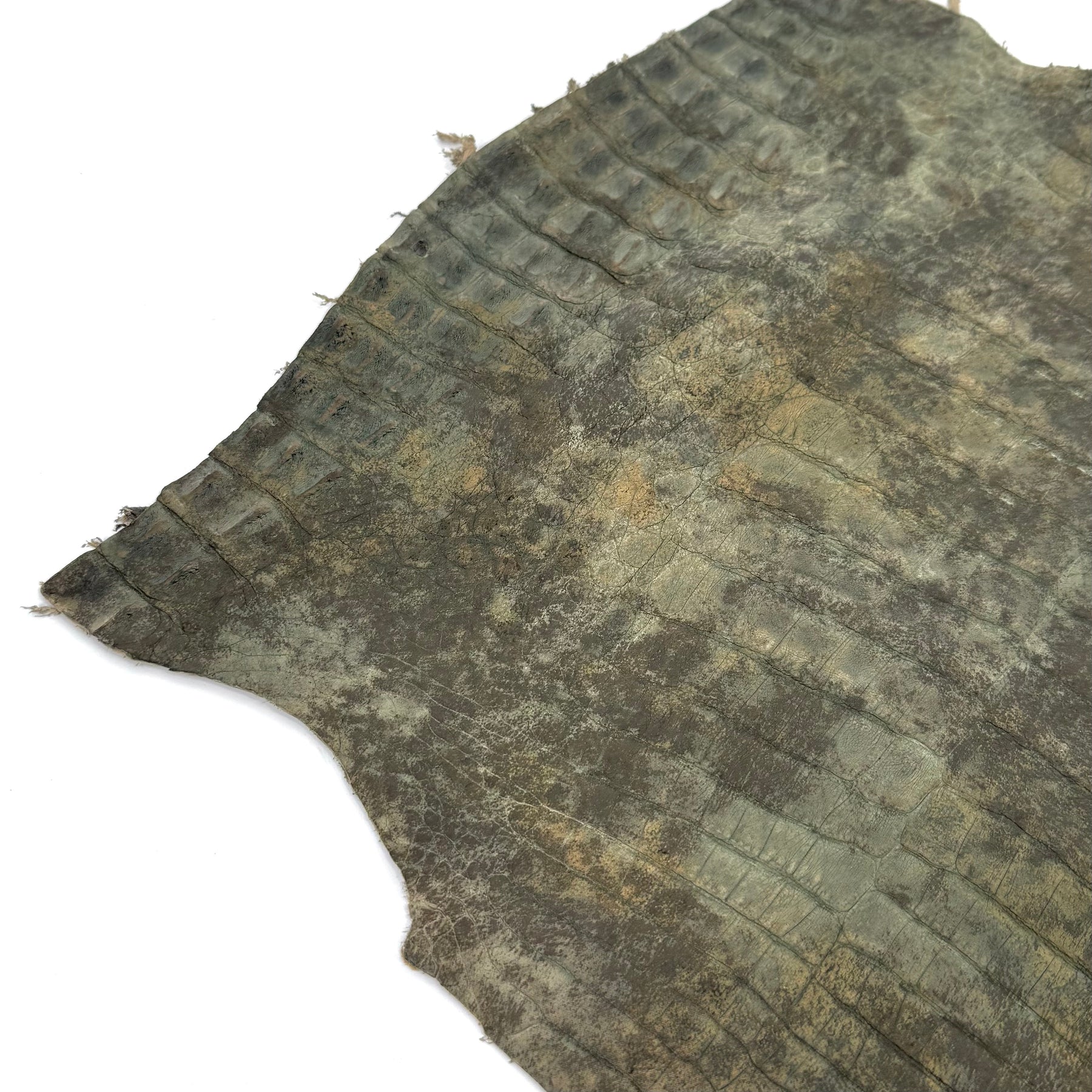 Forest Caiman Crocodile Belly | SALE
