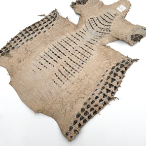 Forest Caiman Crocodile Belly | SALE