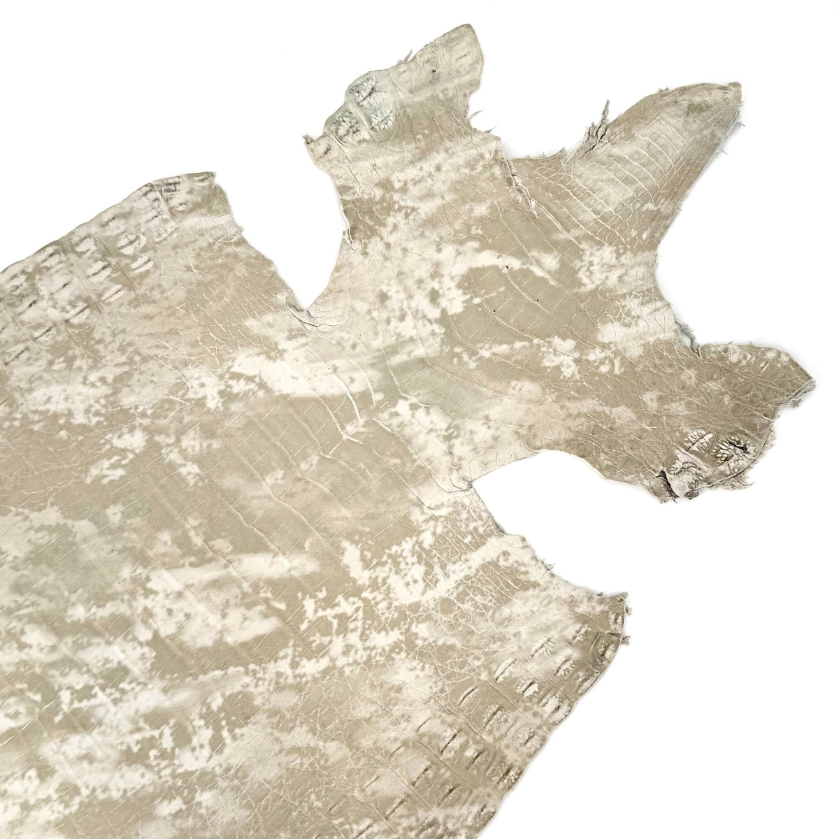 Marble Gold Caiman Crocodile - only 3 available | SALE