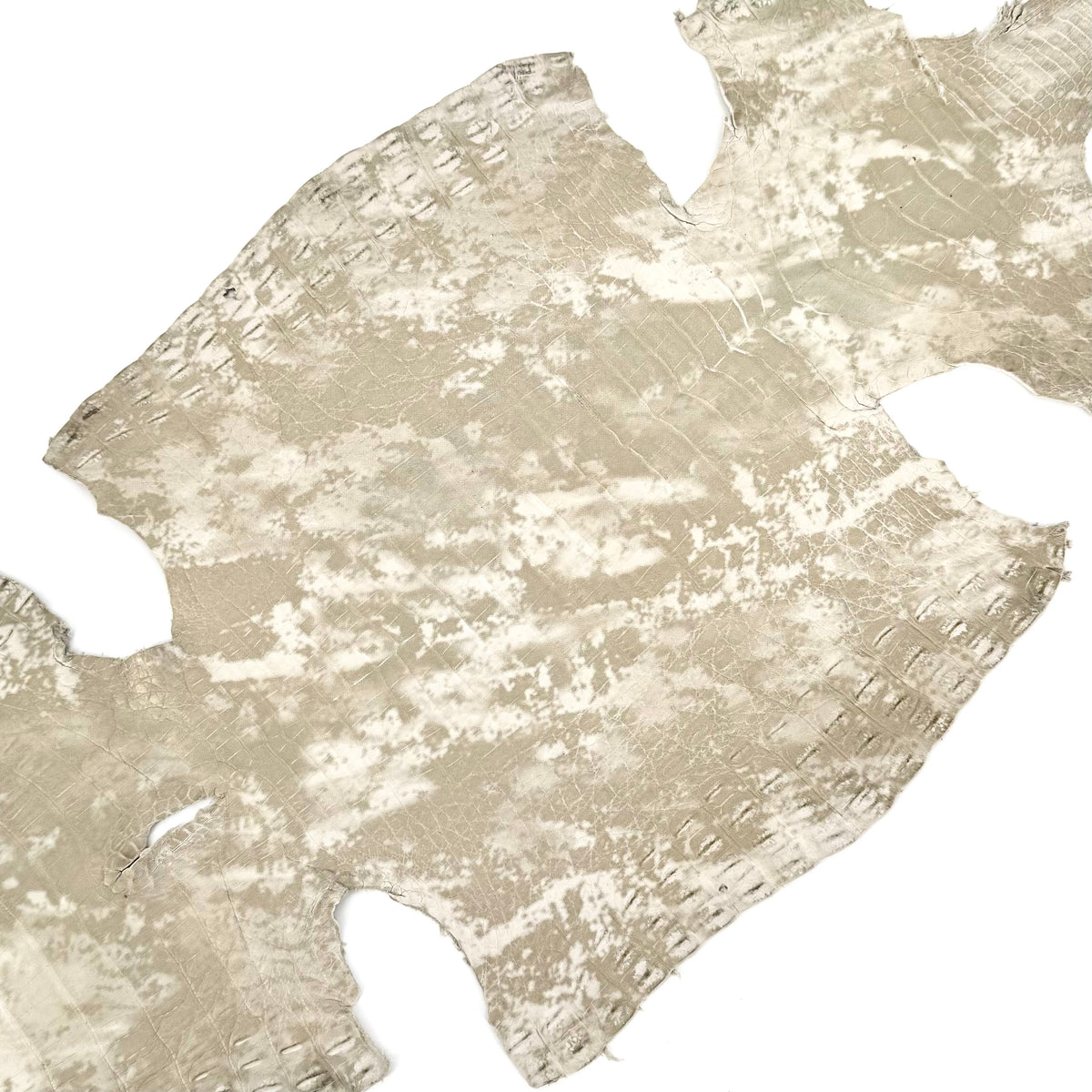 Marble Gold Caiman Crocodile - only 3 available | SALE