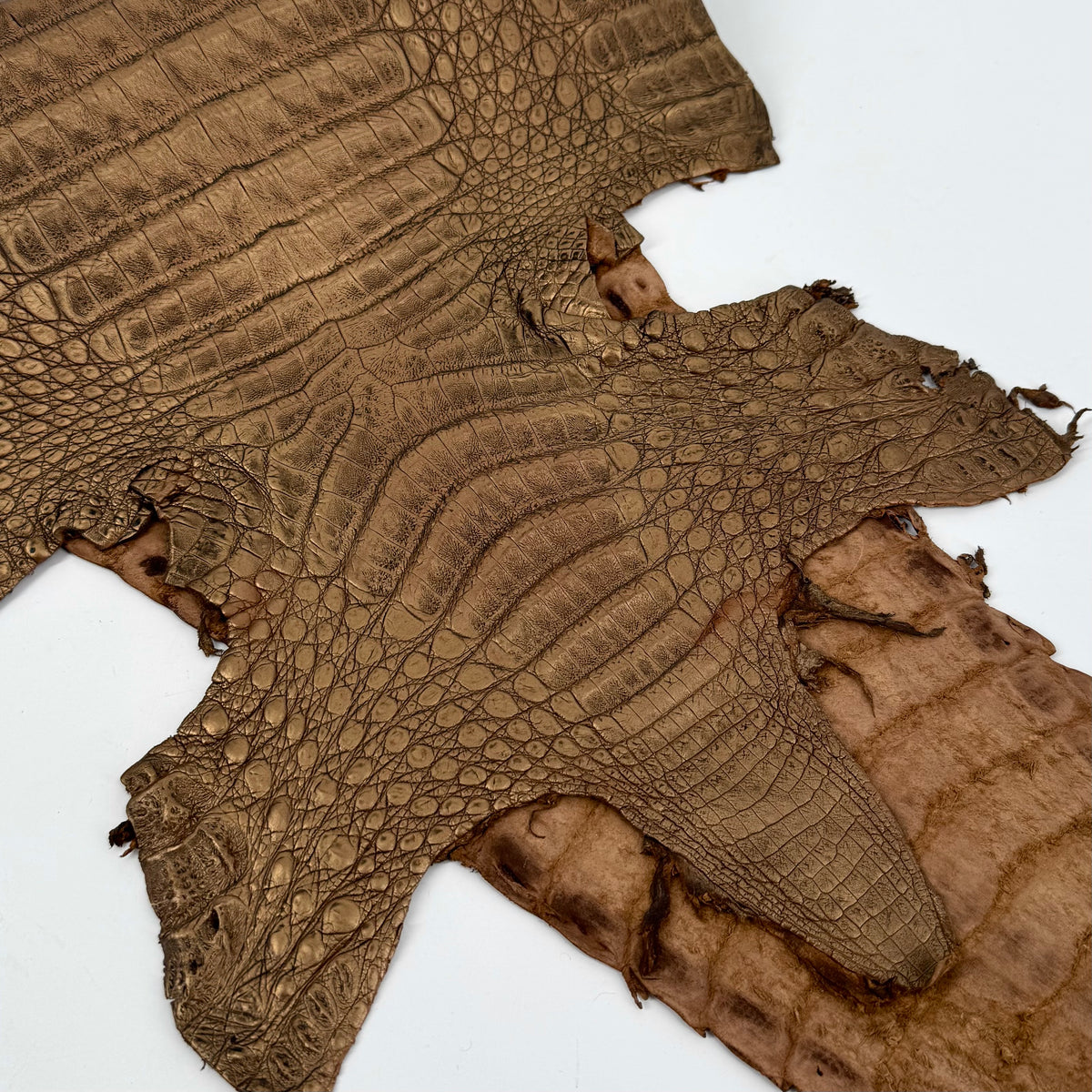 Golden Copper Caiman Crocodile | SALE