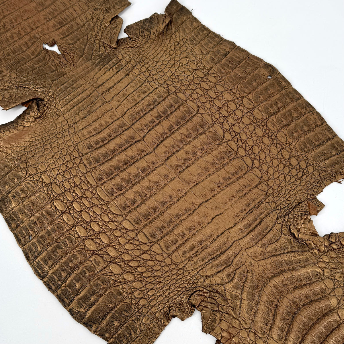 Golden Copper Caiman Crocodile | SALE