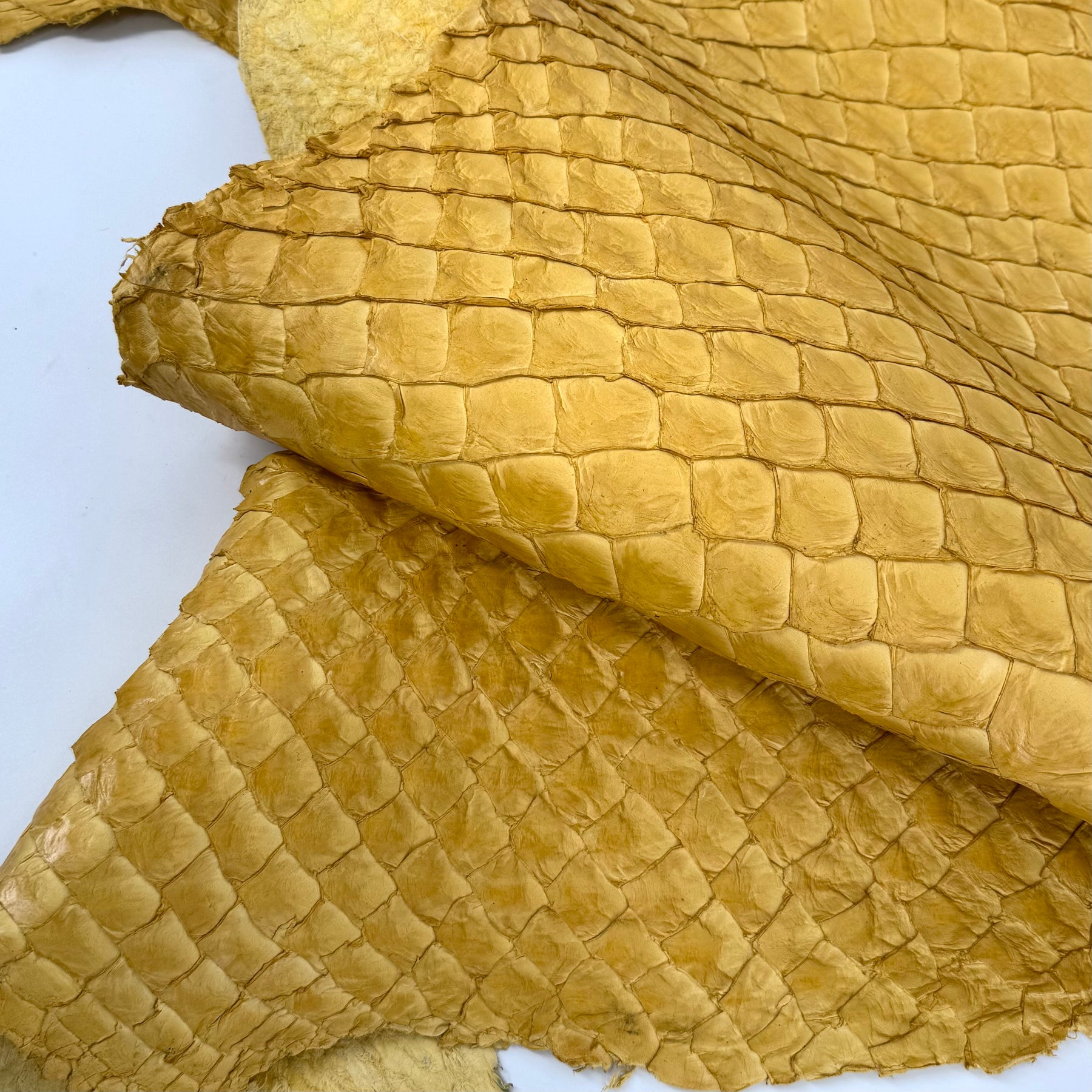Pirarucu Fish in Yellow - LAST 1 AVAILABLE!