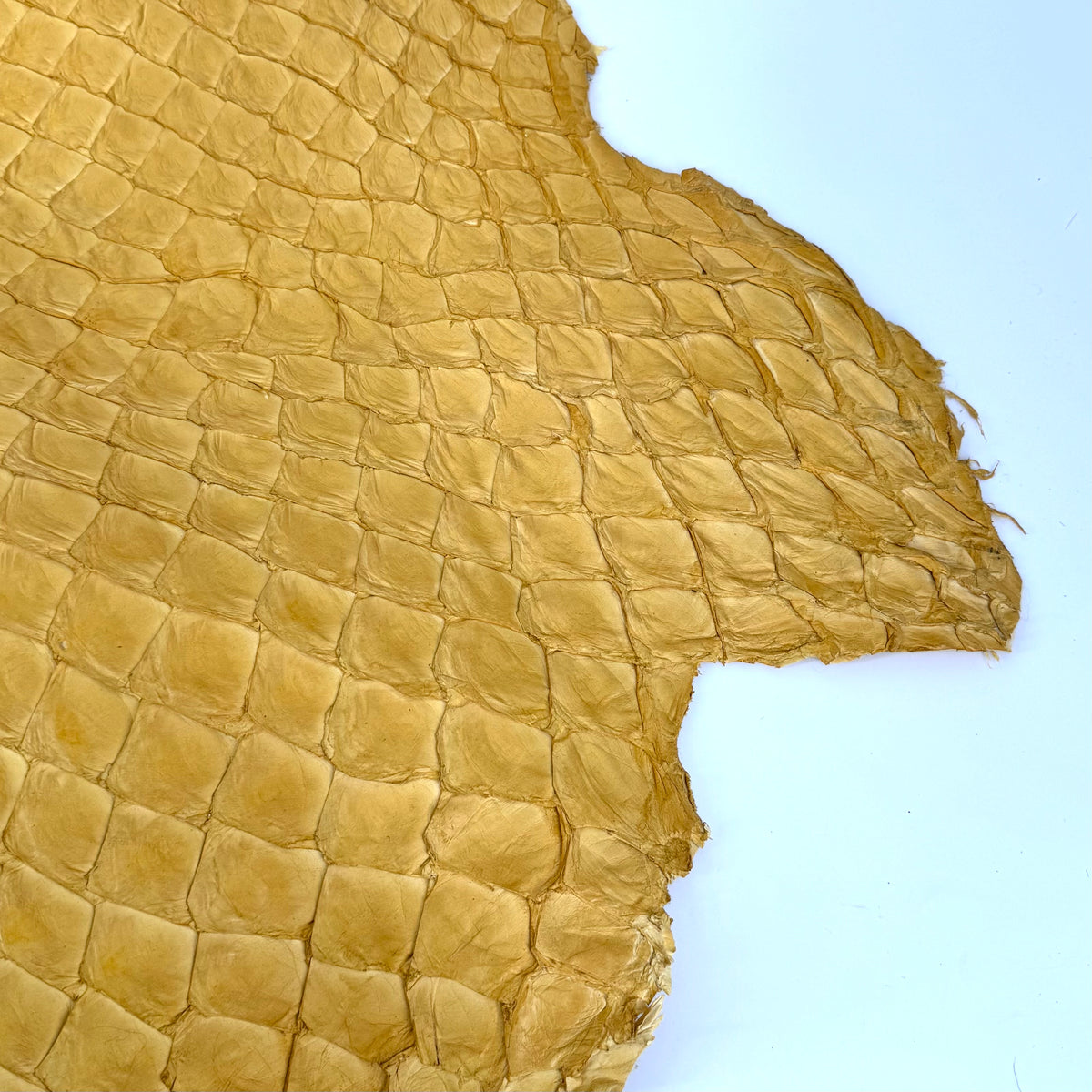 Pirarucu Fish in Yellow - LAST 1 AVAILABLE!