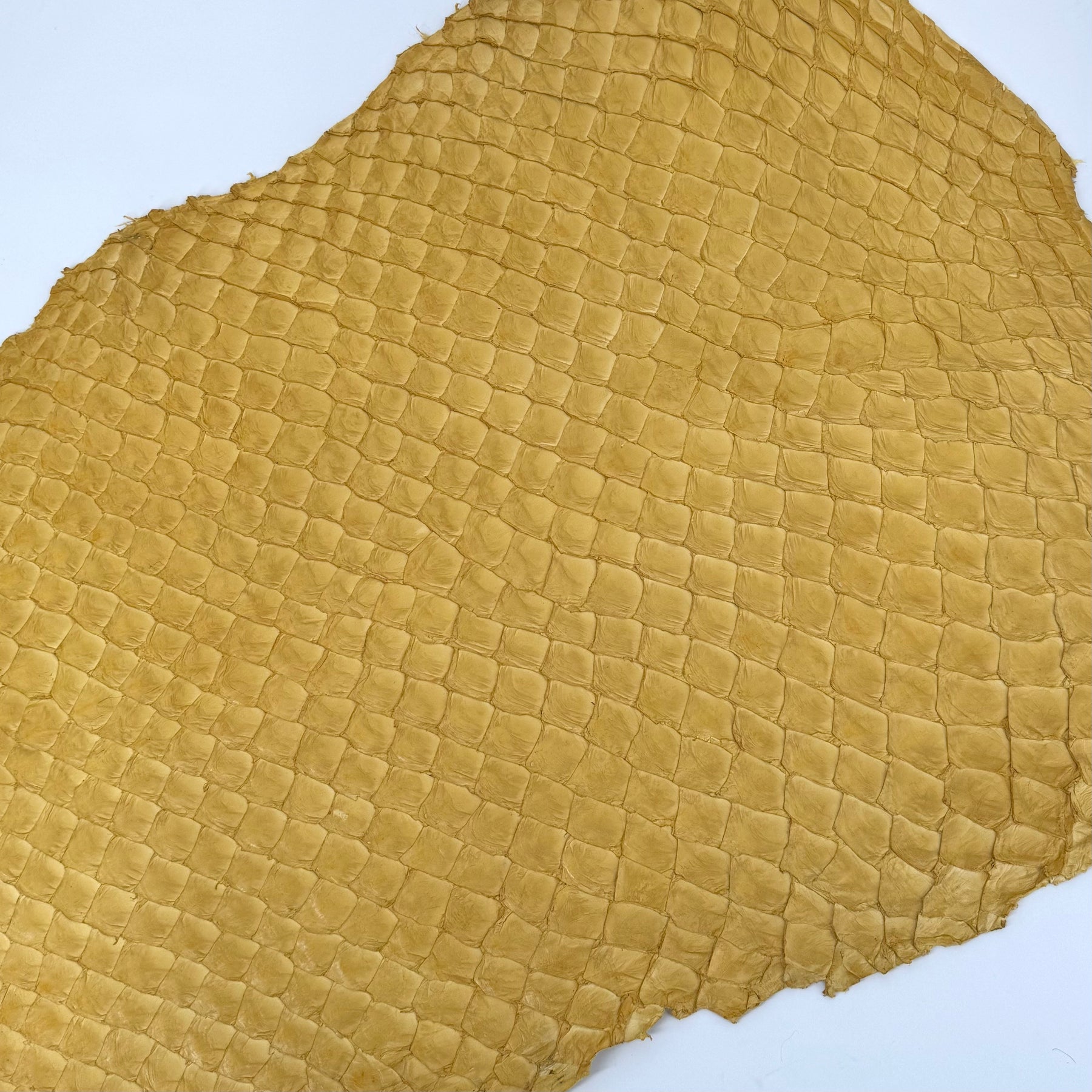 Pirarucu Fish in Yellow - LAST 1 AVAILABLE!