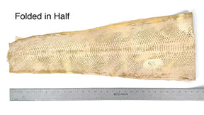 Deadstock Metallic Foil Beige Toast Python (Short Tail) Only 12 skins available | SALE