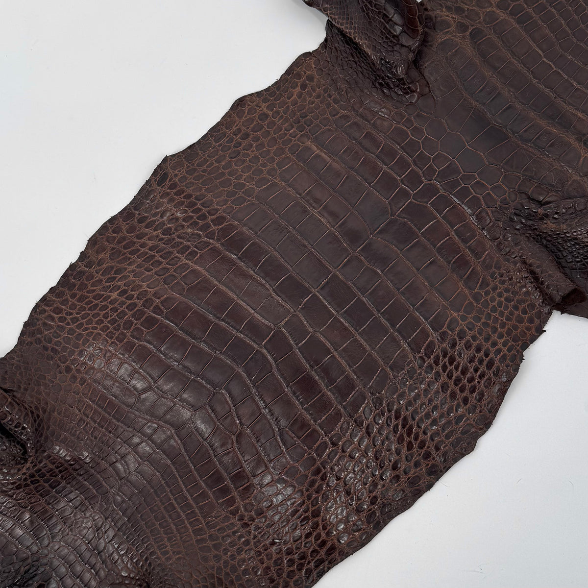 Wild American Alligator in Brown | 31 cm