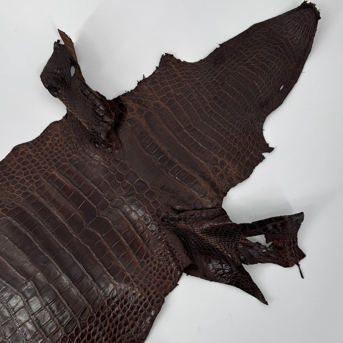 Wild American Alligator in Brown | 31 cm