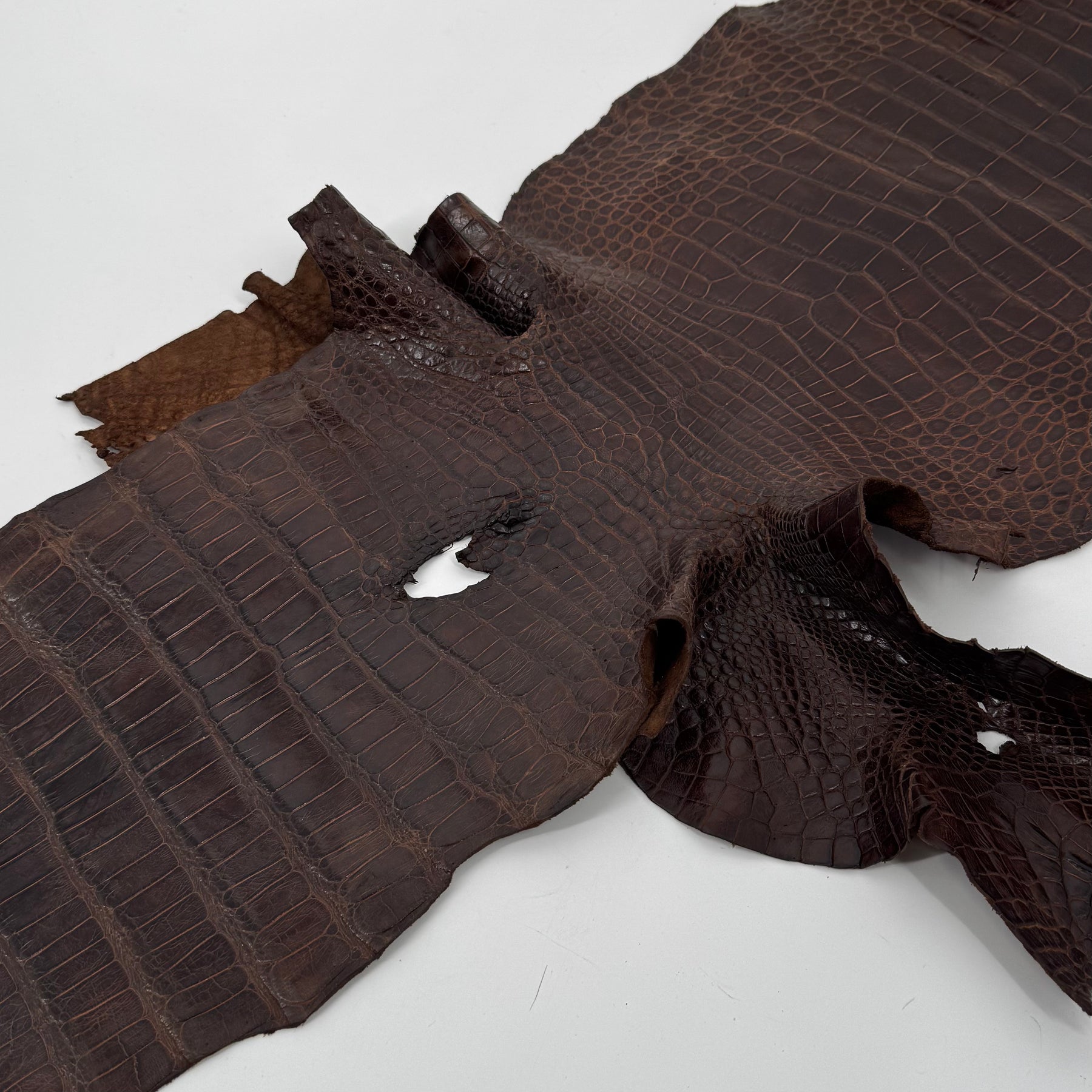 Wild American Alligator in Brown | 31 cm