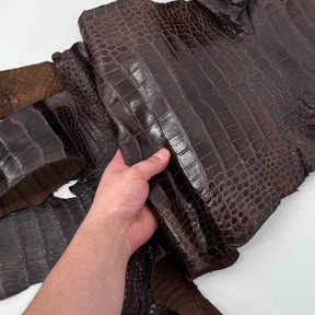 Wild American Alligator in Brown | 31 cm