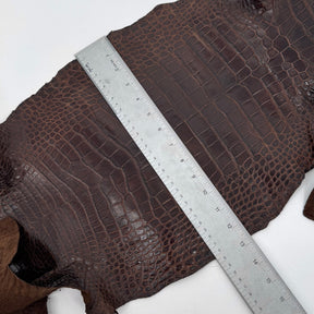 Wild American Alligator in Brown | 31 cm