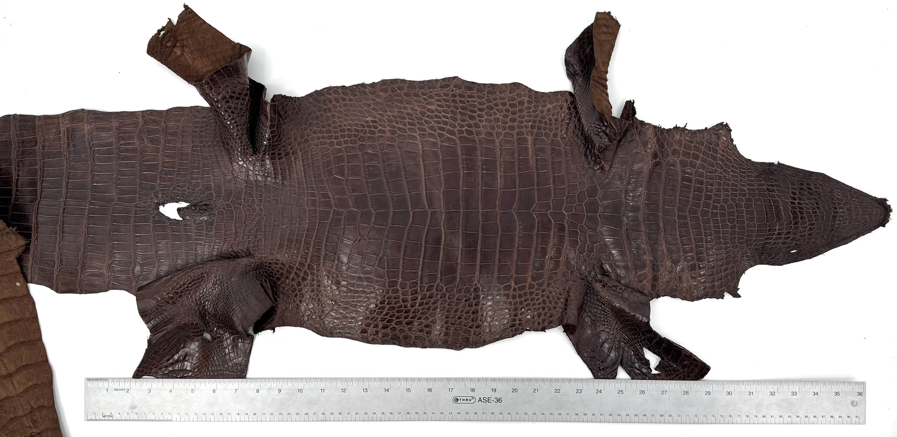 Wild American Alligator in Brown | 31 cm