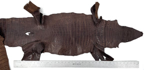 Wild American Alligator in Brown | 31 cm
