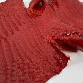 Glazed American Alligator in Crimson Red/Orange | 41 cm
