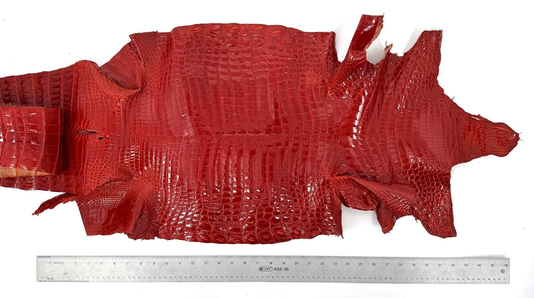 Glazed American Alligator in Crimson Red/Orange | 41 cm