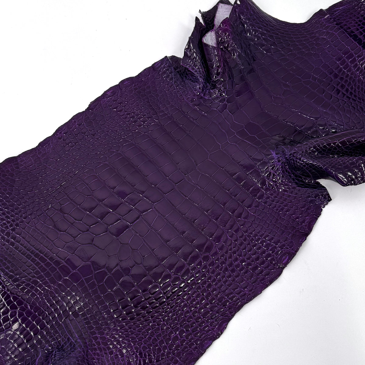 Glazed Wild American Alligator in Purple | 38 cm