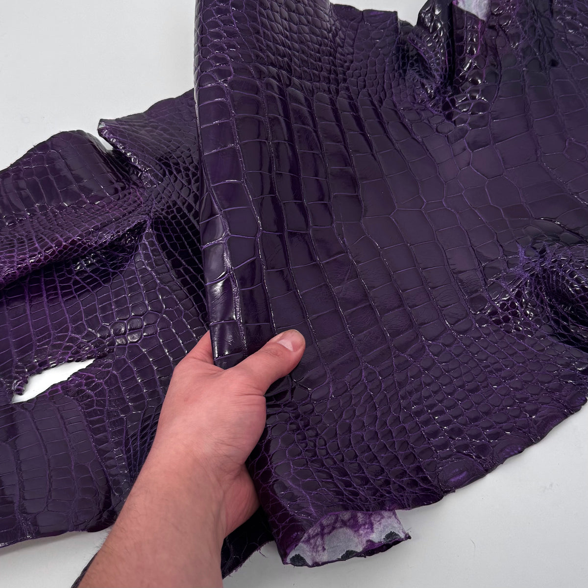 Glazed Wild American Alligator in Purple | 38 cm