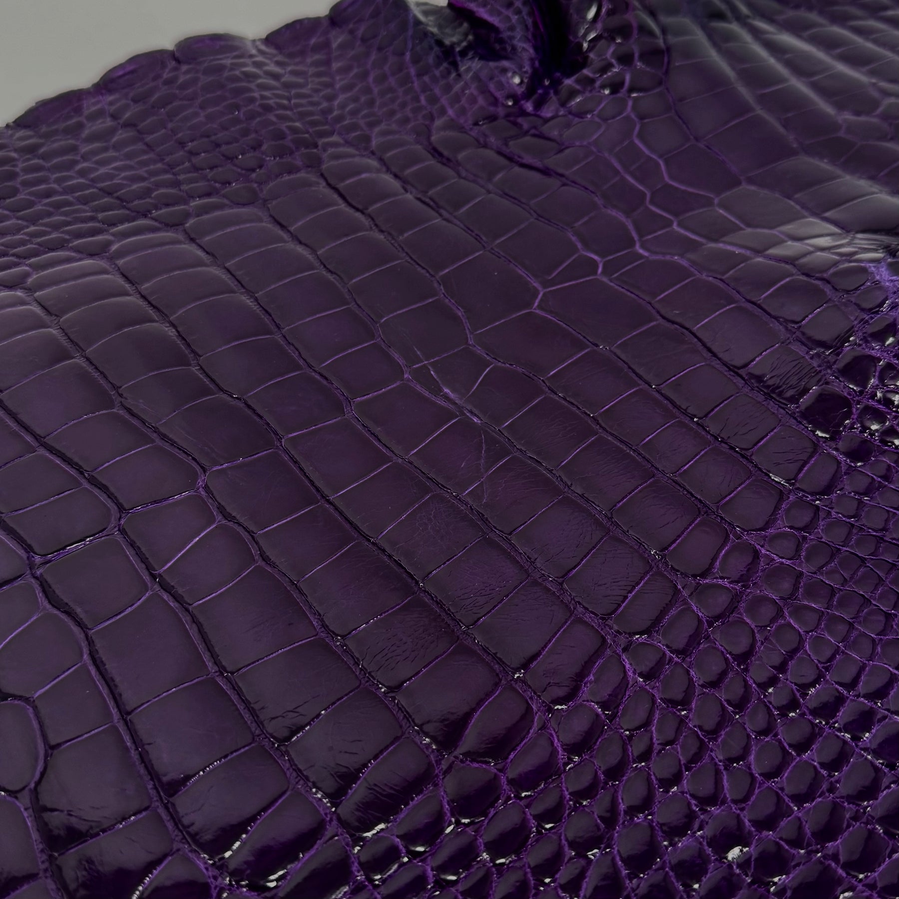 Glazed Wild American Alligator in Purple | 38 cm